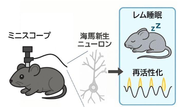 記憶を固めるのは“3個の若いニューロン”