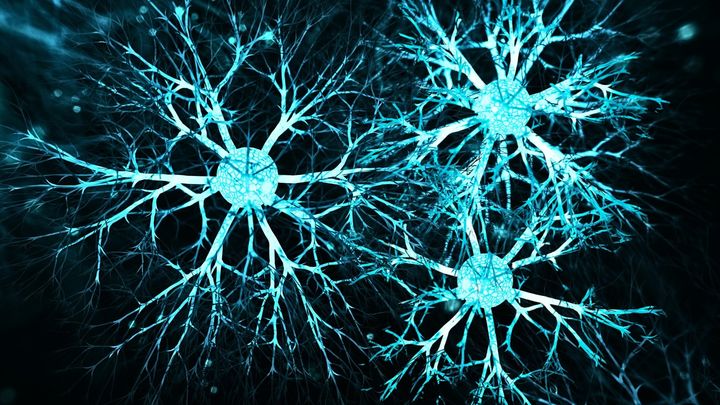 わずか3個のニューロンが睡眠中に記憶を固定化させる