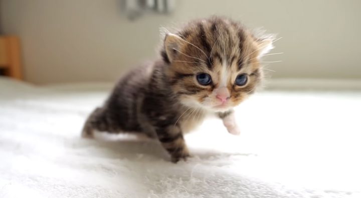 初めてベッドを探索した子猫