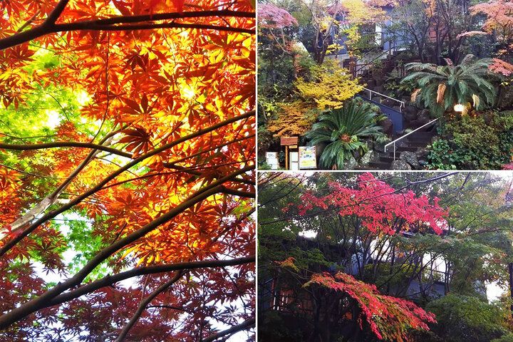 静岡・三島の森で見つけた♪ 鳥のさえずり響く隠れ家でオーストラリア料理ランチを「MOMIJI CAFE」