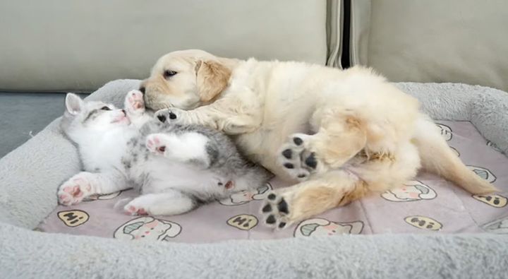 仲良しな子猫と子犬
