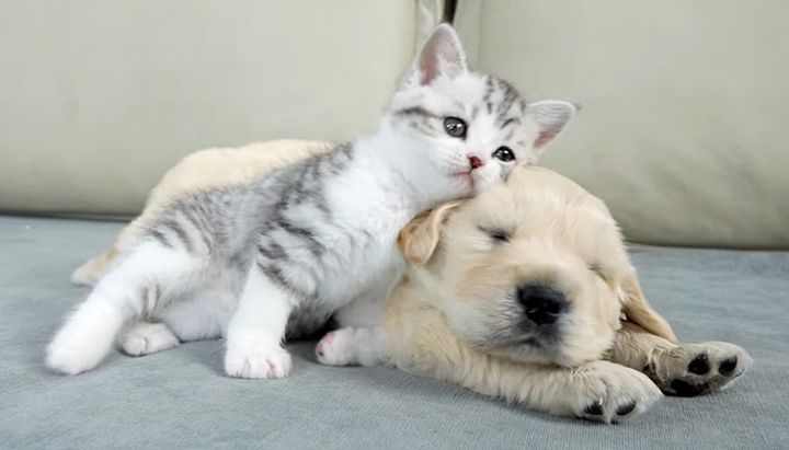 仲良しな子猫と子犬
