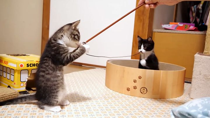 オモチャで遊ぶ子猫達