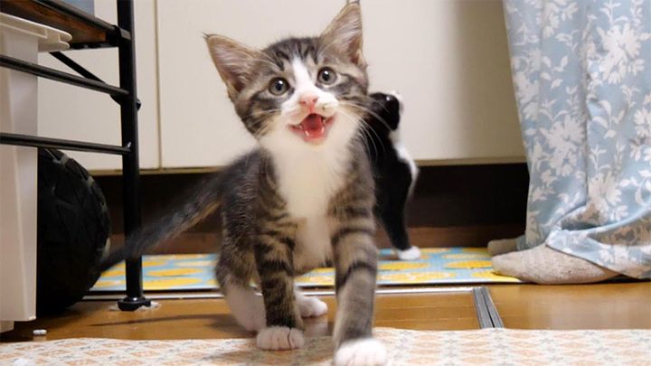 ご飯をおねだりする子猫達