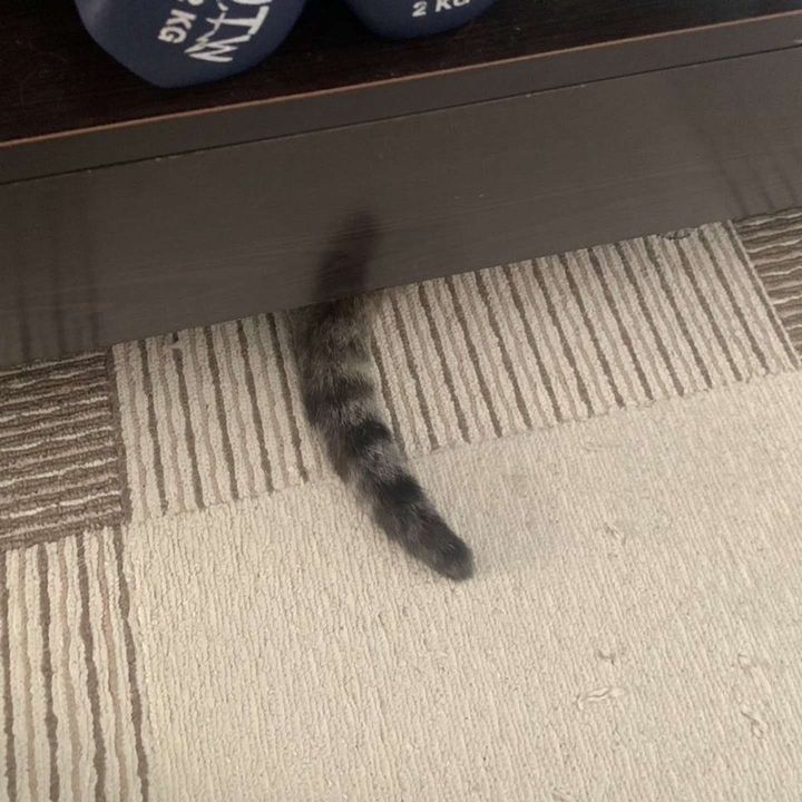 画像提供：アび（＠Adonis_Beginner）さん、再掲