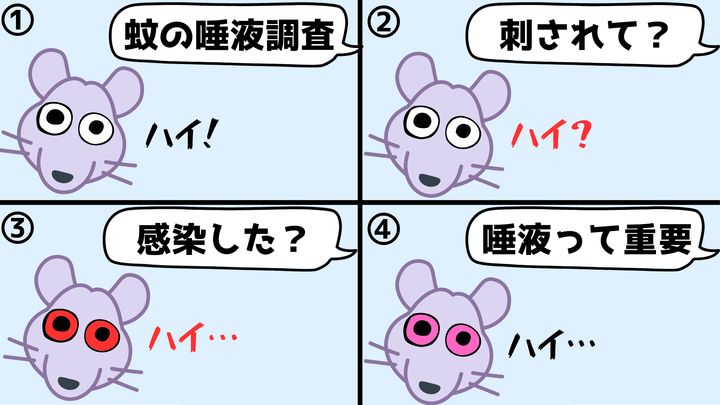 蚊の唾液はウイルスの感染力を上げる成分が入っている