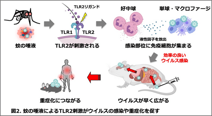 「蚊の唾液がTLR2を刺激する」→「好中球が集まり免疫反応を起こす」→「単球やマクロファージがさらに集まりウイルスの増殖を助ける」
