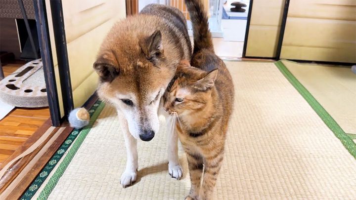 柴犬にスリスリする猫