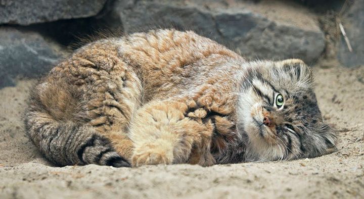 くつろぐマヌルネコ