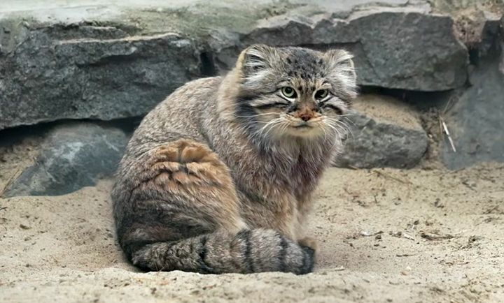 座るマヌルネコ