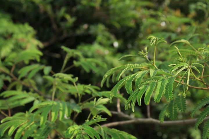 エバーフレッシュの葉