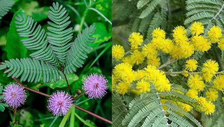 オジギソウとミモザ