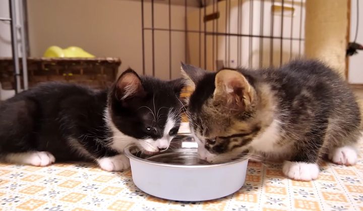 一緒に水を飲む子猫達
