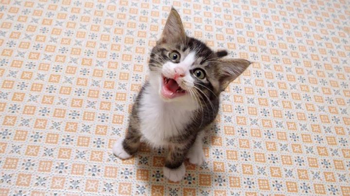 ご飯が待ち切れない子猫