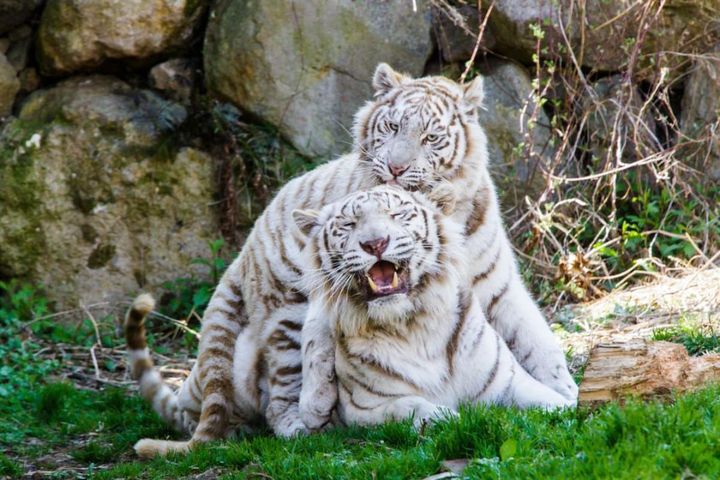 画像提供：伊豆アニマルキングダム