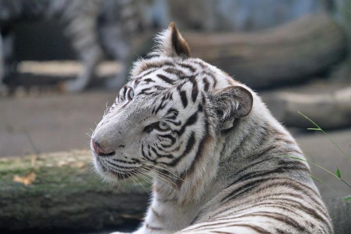 画像提供：伊豆アニマルキングダム