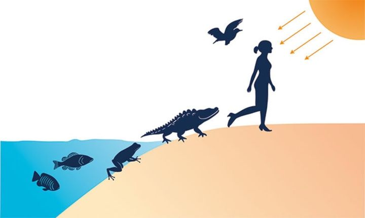 海で誕生した生命は進化とともに陸上での生活にも適応可能に