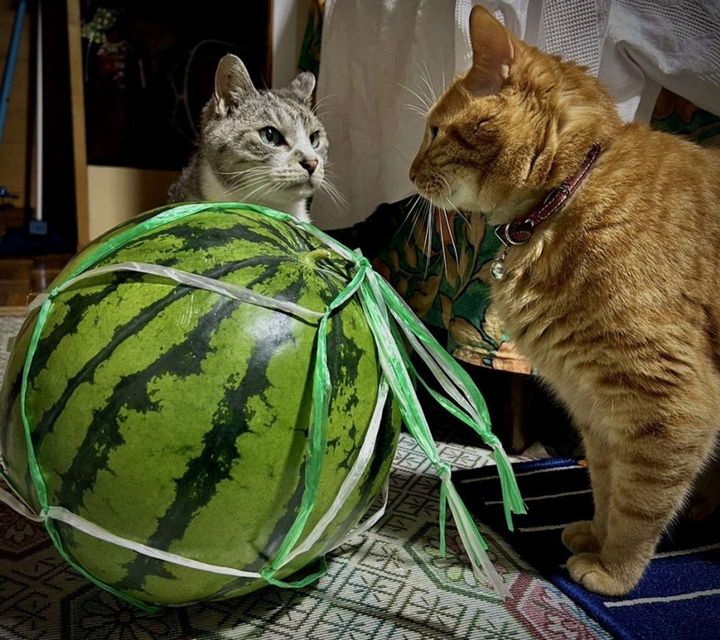 画像はサユヤス＠SHAKEhizi_BSKさんの投稿より、再掲