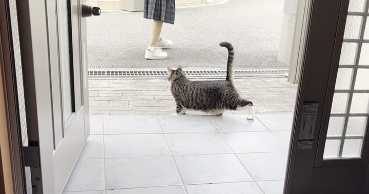 お姉ちゃんをお見送りする猫