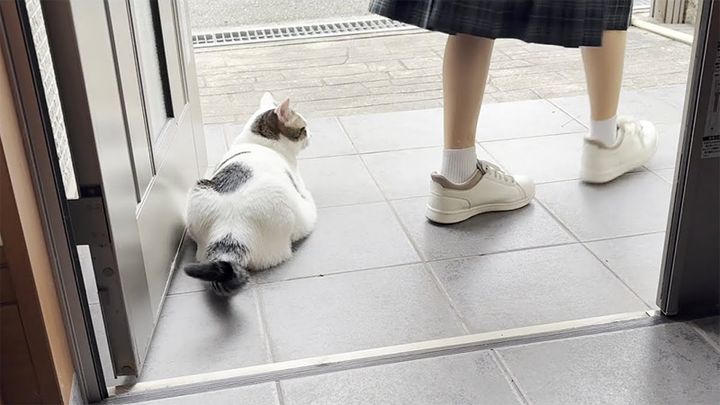 お姉ちゃんをお見送りする猫