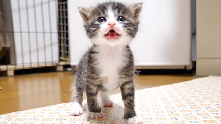 ミルクが飲みたい子猫