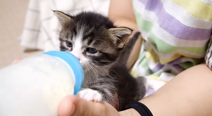 ミルクを飲む子猫