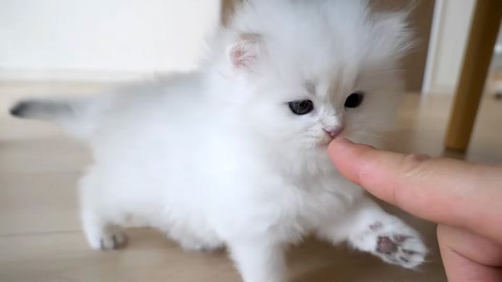 飼い主さんと遊ぶ子猫