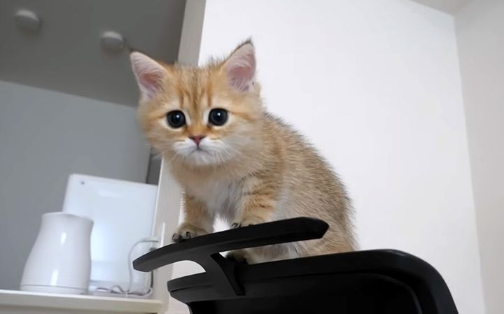 家の中で遊び回る子猫