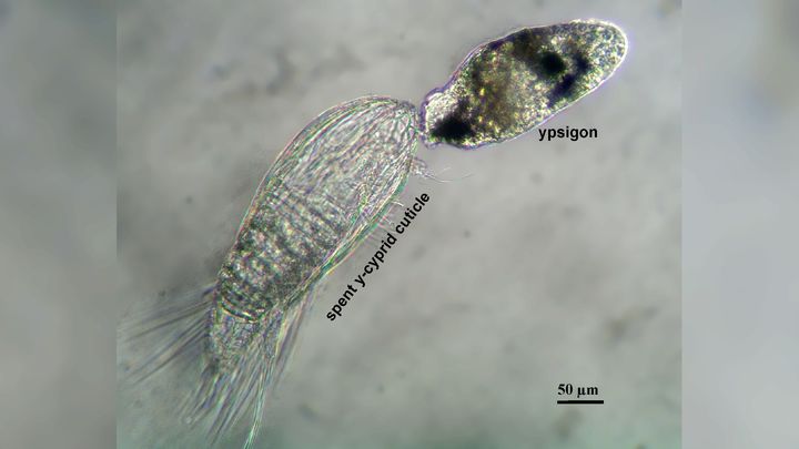 甲殻類の時のY幼体（左）とナメクジ状になってしまったY幼体（右）