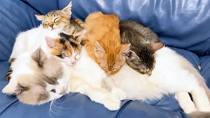 子猫達に好かれる保護猫