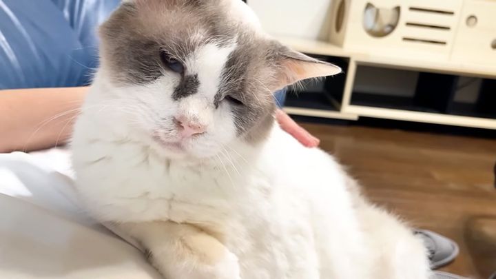 撫でられる保護猫