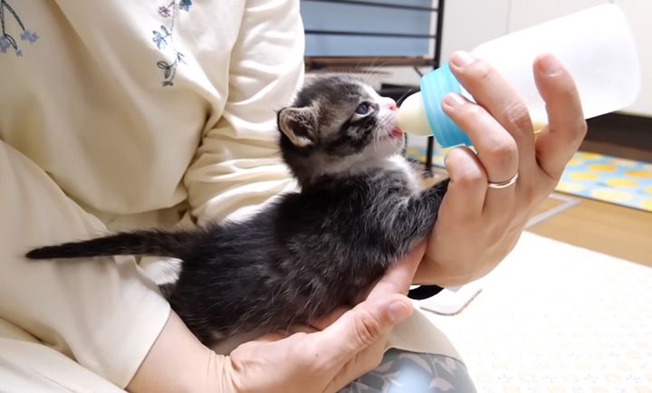 ミルクを飲む子猫