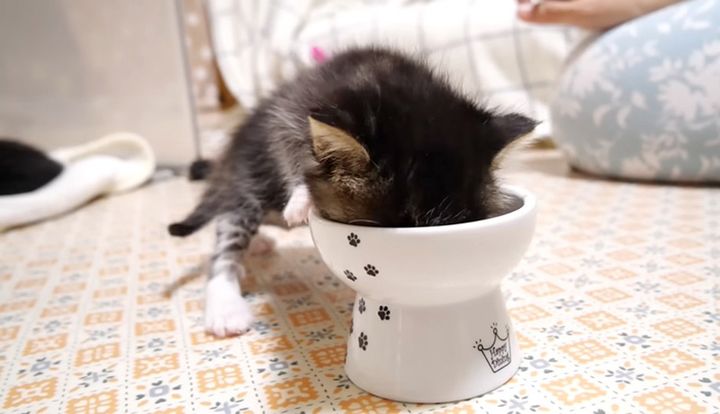 ご飯を食べる子猫