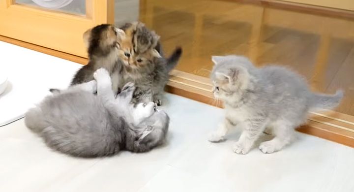 喧嘩しまくる子猫達