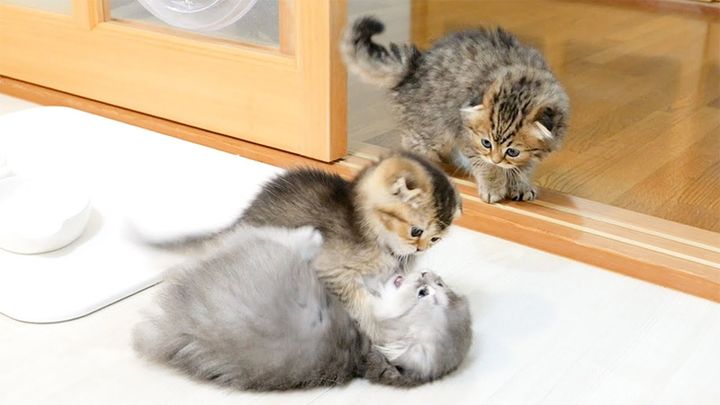 喧嘩しまくる子猫達
