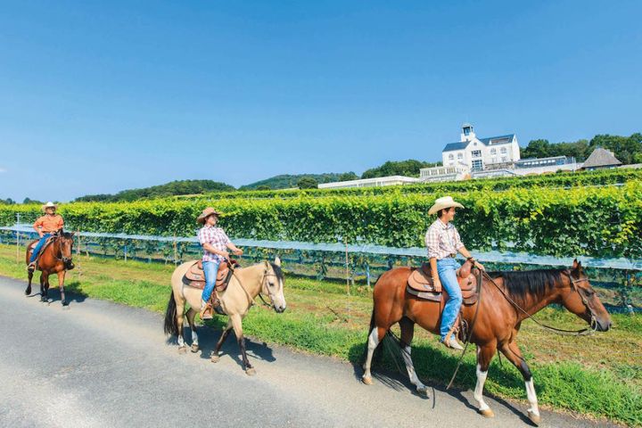 50代から楽しむぶどう狩りと乗馬体験！【山梨・静岡のおすすめスポット】美食と温泉も堪能