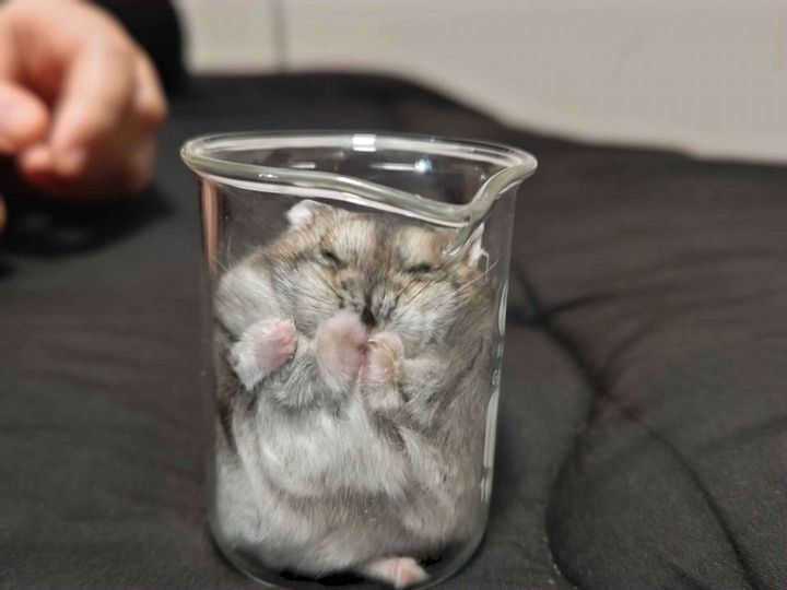 落ち着くんだね（画像はハムセキレイ＠Hamusekileiさんの投稿より）