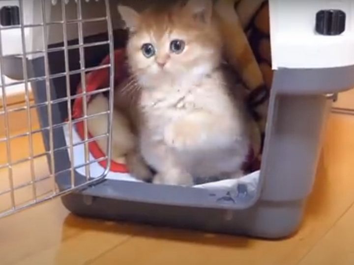 キャリーを出た先には先住猫が…