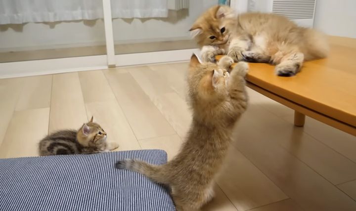 無邪気に遊ぶ子猫達