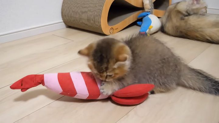 エビを見て凶暴化する子猫