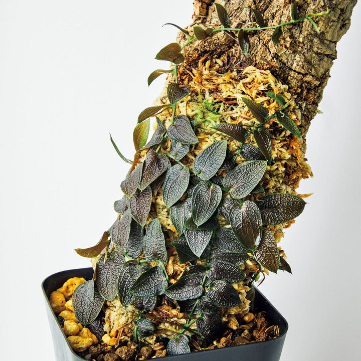 ポトス バルベリアヌス