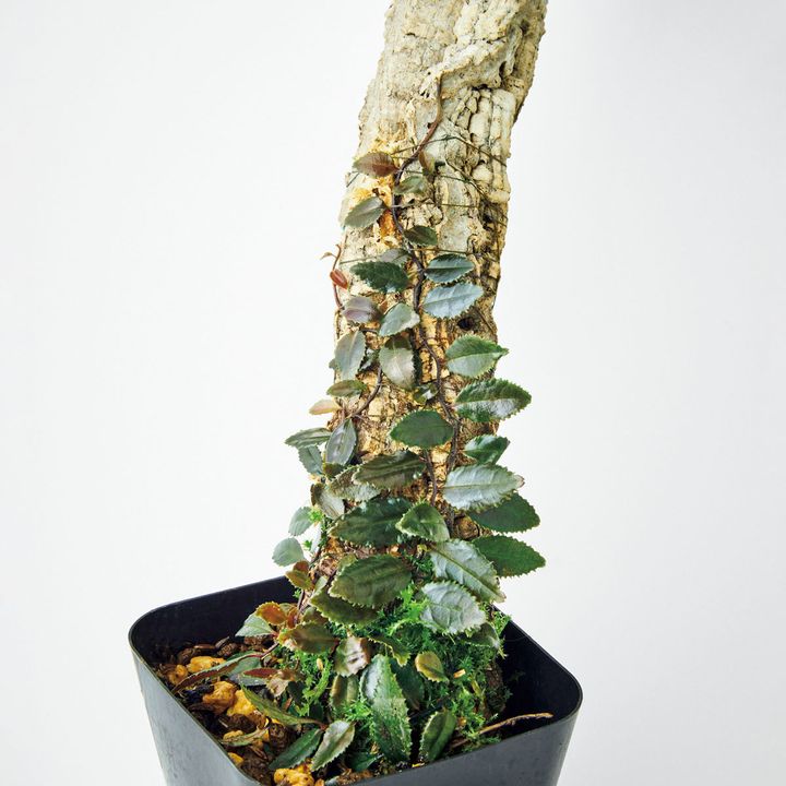 マルクグラヴィア不明種