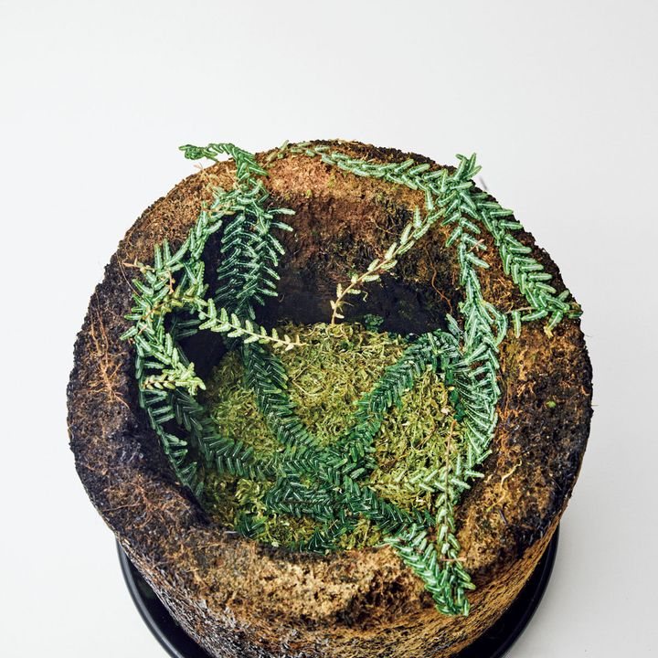 マルクグラヴィア不明種 “ミリピード”