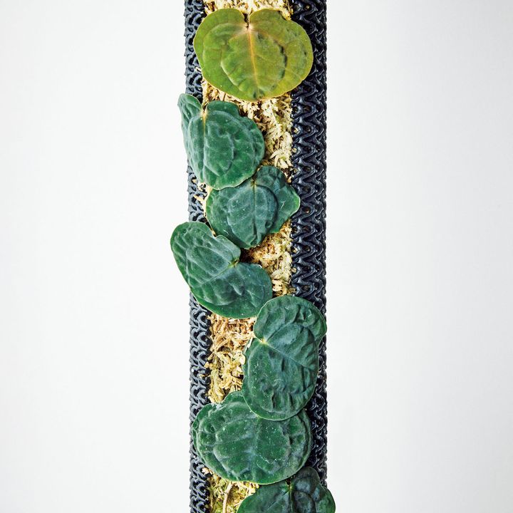 クルカシア ロトンディフォリア