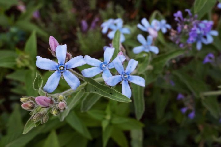 9月7日の花とは？【366日の誕生花と幸せの花言葉】