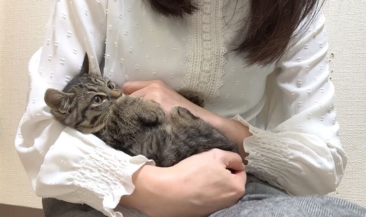 抱っこされる子猫