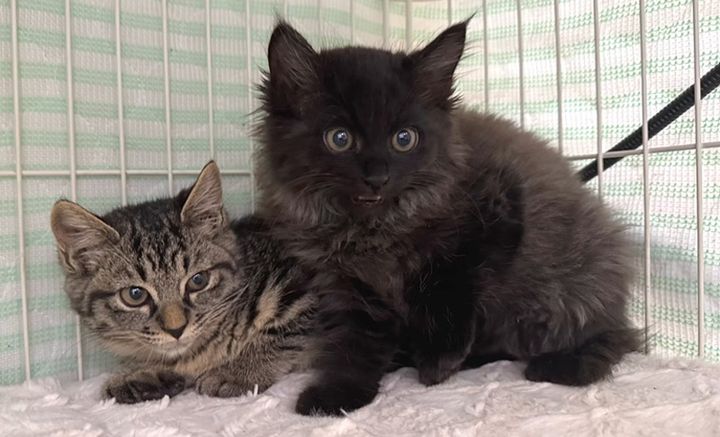 警戒する子猫達