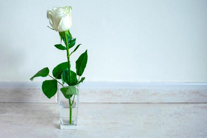 たった1輪の白のハイブリッドティーローズですが、部屋の空気を清らかなものに変える力があります。何輪ものハイブリッドティーならどんなに豪華なことでしょう。