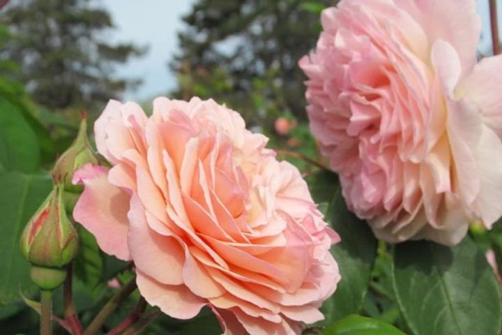 10月のバンクーバーのローズガーデンに咲く、アプリコット色のバラ。9月に肥料を与えてしっかりとお手入れをすれば、秋でもここまできれいなバラを咲かせることができます。