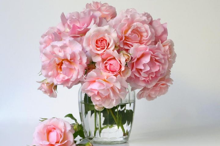 【ガーデニング】バラの夏剪定後に！秋の開花を成功させる肥料の与え方と切り花アレンジ術